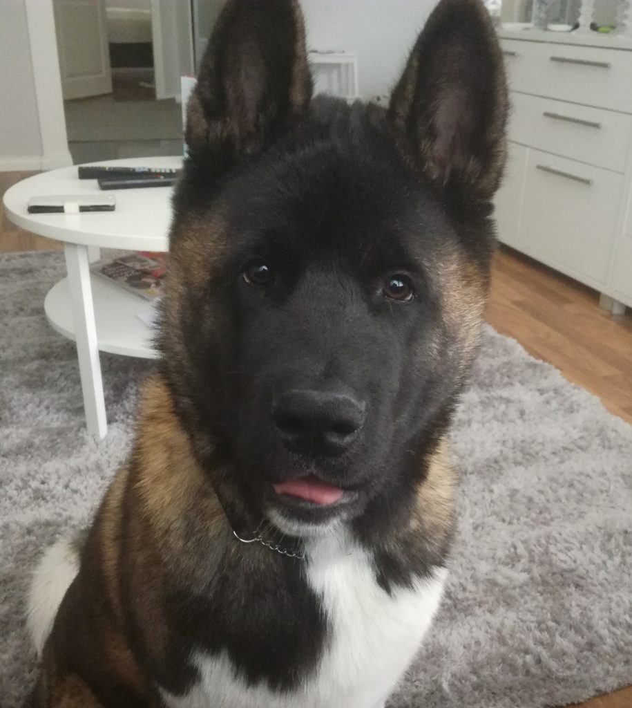 Babby dog