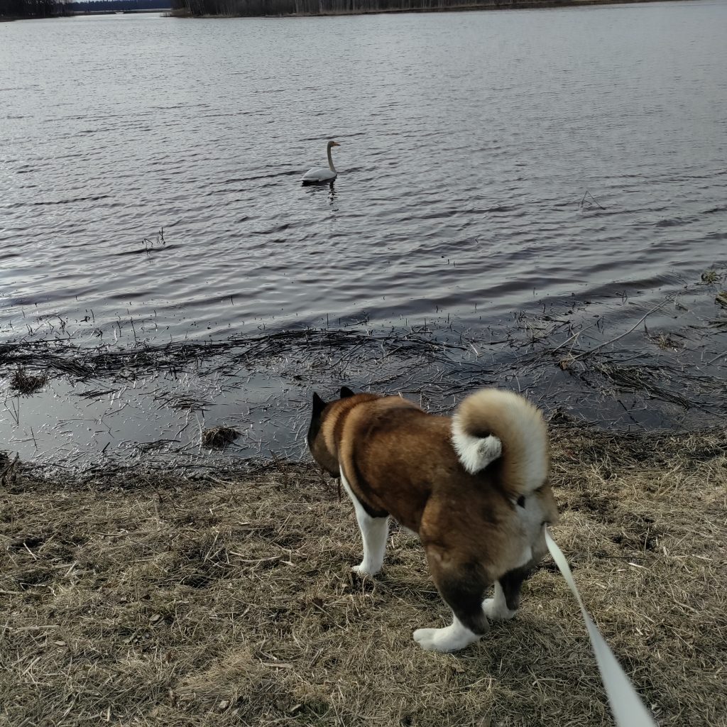 Swan and dog